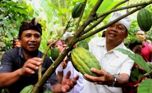 Kunjungi Desa Pohsanten, Koster Dapat Penjelasan Sistem Pengelolaan Kakao
