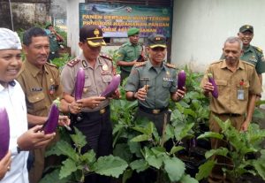 Dukung Program Ketahanan Pangan, Kodim 1619/Tabanan Panen Terong Bersama