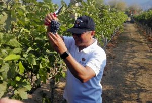 Akhirnya Penantian Selama 7 Tahun, Hatten Bali Panen Perdana Anggur Syrah