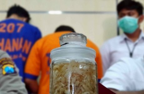 Ditaksir Senilai Rp4,2 M, Polda Jatim Gagalkan Penyelundupan Benih Lobster ke Singapura