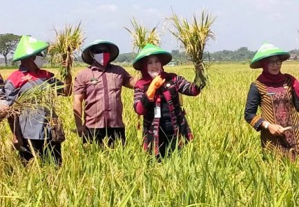 Bupati Klaten Lakukan Panen Padi Genjah “Trisakti” Di Wonosari