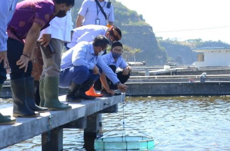 Tinjau BPIUUK Karangasem, Wagub Dampingi Menteri Edhy Prabowo Tabur Benih Udang Vaname