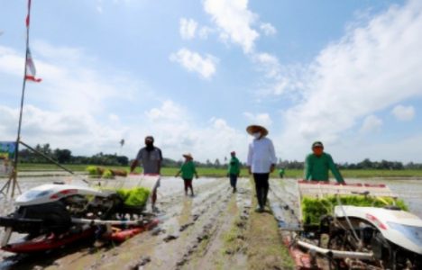 Di Tengah Pandemi Covid-19, Sektor Pertanian Kabupaten Banyuwangi Mencatat Pertumbuhan Positif di Banyuwangi