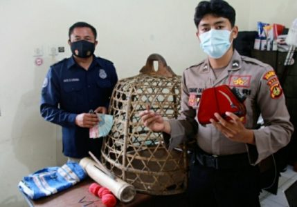 Operasi Cipkon, Polres Klungkung Grebek Judi Sabung Ayam di Tengah Pandemi Covid-19