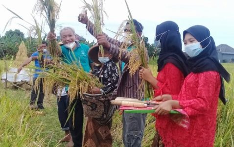 Kelompok Tani Sarwo Tulus Bersama Sanggar Rojo Lele Lakukan Panen Raya dengan Instasi Terkait