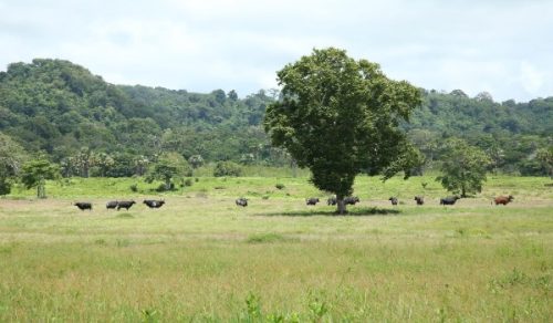 Jelajahi Alam Liar TN Alas Purwo: Flora dan Fauna hingga Destinasi Pariwisata Berkelanjutan di Banyuwangi