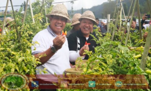 Panen Cabai dan Bawang di Desa Songan B, Pj. Mahendra Jaya Ucapkan Terima Kasih kepada para Petani