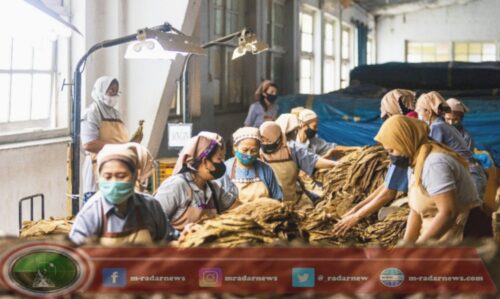 Komoditas Tembakau PTPN I Regional 4 Masuki Masa Pasca Panen, Serap 16 Ribu Pekerja Perempuan di Jember
