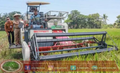 Tahun 2024, Produksi Padi Jateng Sumbang 17 Persen