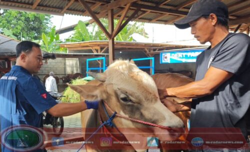 Tekan Penyebaran Wabah PMK, Pemkab Banyuwangi Intensifkan Penyemprotan Desinfektan dan Vaksinasi Hewan Ternak di Banyuwangi