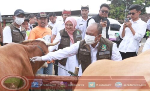 Cegah PMK, Pemkab Banyuwangi Vaksin Puluhan Ribu Sapi di Banyuwangi