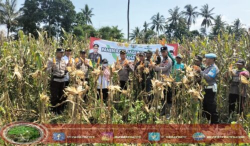 Dukung Ketahanan Pangan Nasional, Kapolsek Kalipuro Bersama Masyarakat Laksanakan Panen Raya Jagung di Banyuwangi