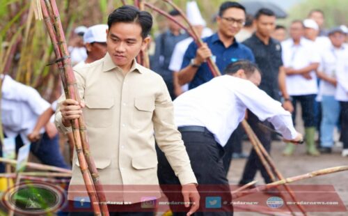 Wapres Gibran Panen dan Tanam Tebu di Banyuwangi: Serap Aspirasi Petani untuk Swasembada Pangan di Banyuwangi