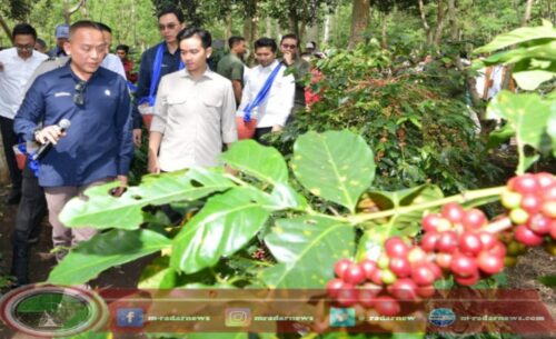 Panen Raya Kopi Ijen, Wapres Gibran Dukung Peningkatan Produktivitas, Hilirisasi dan Branding Kopi Indonesia di Banyuwangi