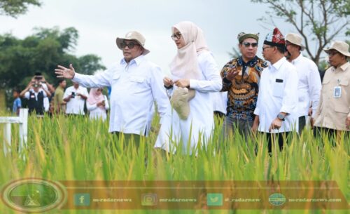 Banyuwangi Resmi Luncurkan “Sunwangi” Ekosistem Beras Biofortifikasi Berskala Industri Pertama di Indonesia di Banyuwangi