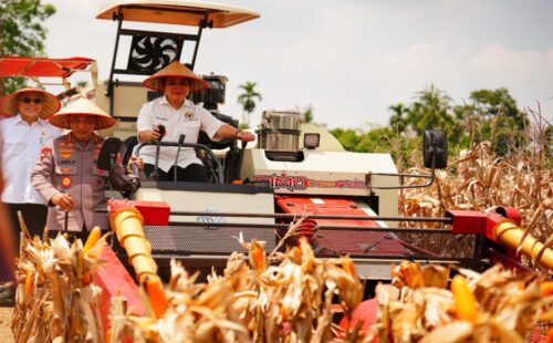 Panen Raya Jagung Serentak Kuartal III Capai 751 Ribu Ton, Bukti Nyata Wujudkan Swasembada Pangan Nasional