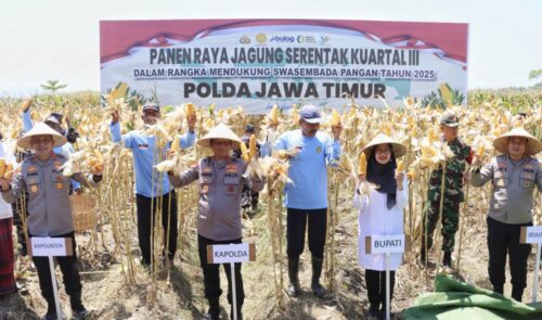 Kapolda Jatim Hadiri Panen Jagung Serentak Kuartal III Tahun 2025 di Banyuwangi di Banyuwangi