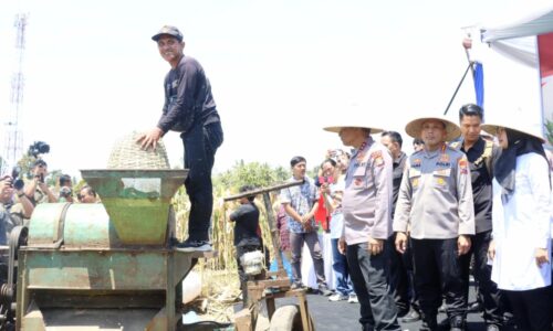 Dukung Ketahanan Pangan, Kapolda Jatim Bersama Forkopimda Banyuwangi Panen Jagung Serentak 1.446 Ton di Banyuwangi
