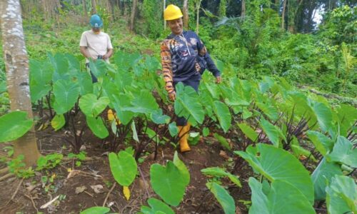 Klarifikasi: KPH Bali Utara Tegaskan Tak Ada Pembabatan Hutan di Ambengan