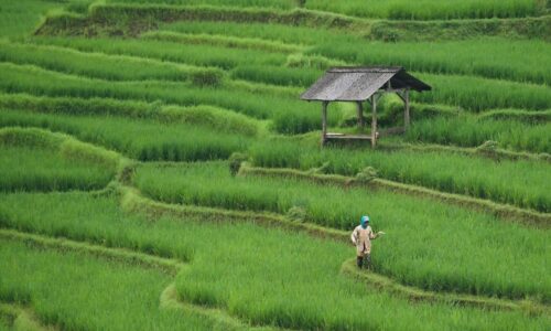 Perkuat Kedaulatan Pangan, Gubernur Koster Terbitkan Instruksi Larangan Alih Fungsi Lahan Pertanian di Bali