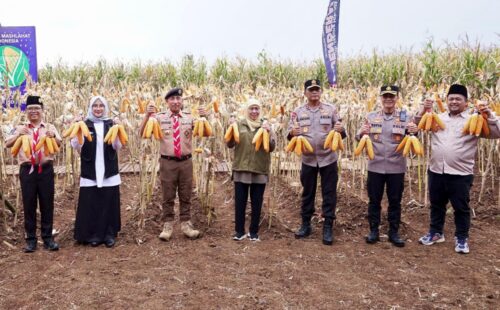 Bersama Bupati Ipuk, Gubernur dan Kapolda Jatim Panen Raya Jagung Kuartal IV di Banyuwangi di Banyuwangi