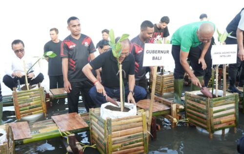 Tanam Mangrove Bersama Jamintel Kejagung dan Kejati Bali, Gubernur Koster Ajak Sinergi Tingkatkan Ruang Hijau di Bali