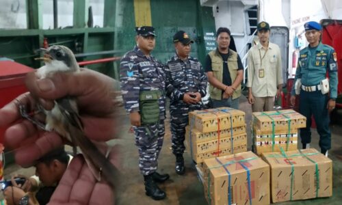 Operasi Gabungan Lanal Banyuwangi Gagalkan Penyelundupan Satwa Liar di Pelabuhan Ketapang di Banyuwangi