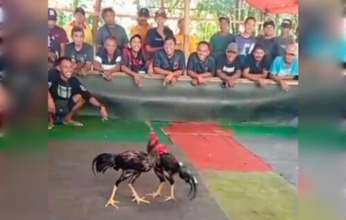 Dugaan Praktik Perjudian Sabung Ayam di Ambulu Jember, Ke Mana Aparat Penegak Hukum? di Jember