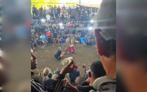 Tiga Arena Tajen Diduga Beroperasi Bergilir di Bangli dari Pagi hingga Malam, Pengawasan Aparat Jadi Sorotan