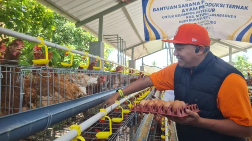 Harga Telur Ayam Anjlok di Situbondo, Diduga Akibat Penghentian Sementara Program Makan Bergizi Gratis