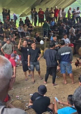 Diduga Praktik Judi Tajen Kembali Marak di Bangli, Warga Desak Aparat Lakukan Penindakan