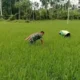 Babinsa dan Petani Bersihkan Gulma di Lahan Padi Aceh Utara