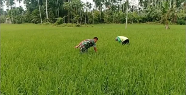 Babinsa dan Petani Bersihkan Gulma di Lahan Padi Aceh Utara