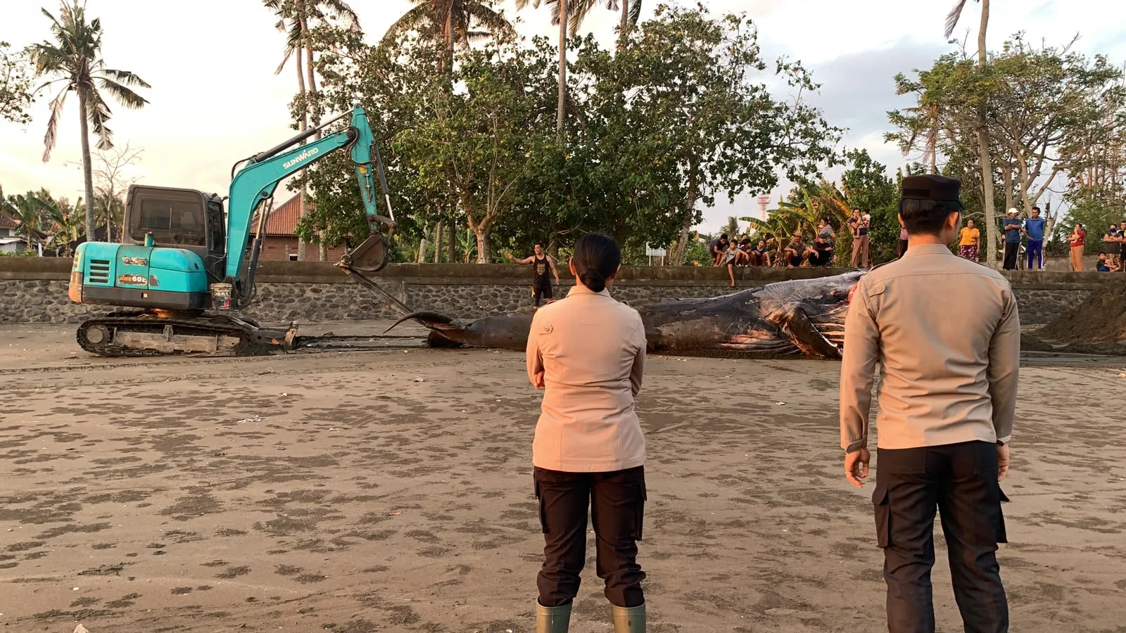 Bangkai Paus di Pantai Perancak Dikubur Ulang Cegah Dampak Lingkungan