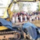 Berjuang Berjam-jam, Paus Bungkuk Terdampar di Pesisir Jembrana Mati