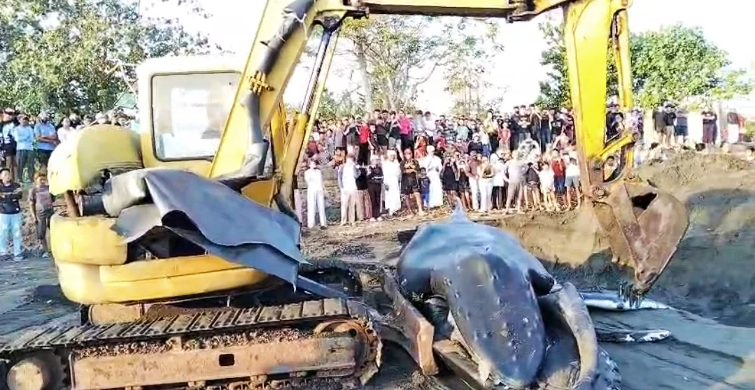 Berjuang Berjam-jam, Paus Bungkuk Terdampar di Pesisir Jembrana Mati