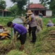 Bhabinkamtibmas Polsek Ambunten Panen Bersama Petani di Sumenep