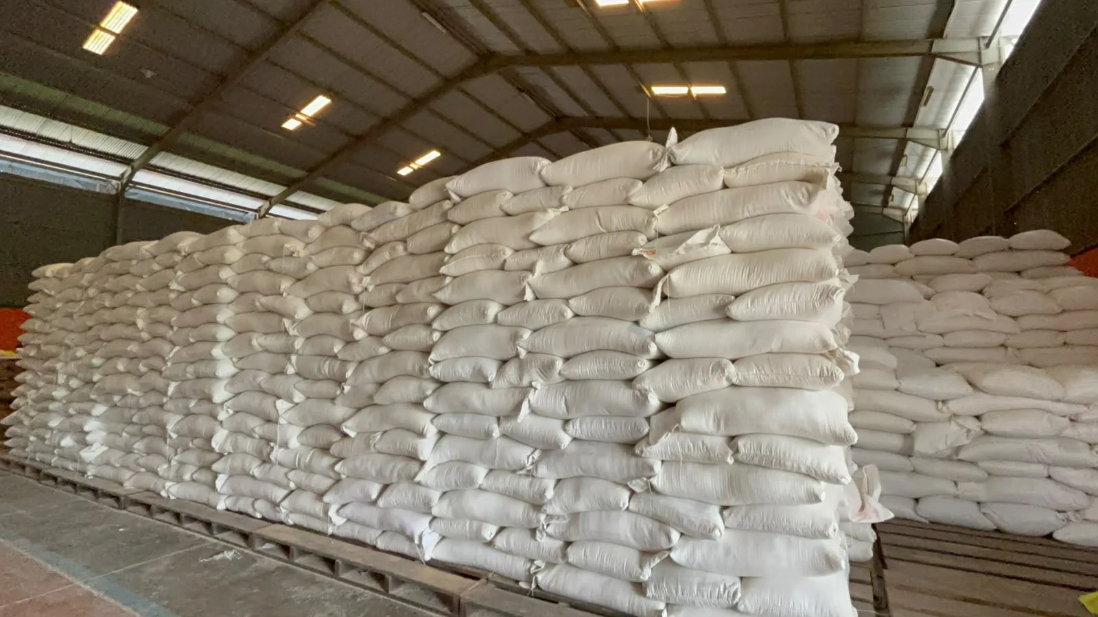 Bulog Klaim Stok Beras Aman Capai 90 Ribu Ton, Serapan Gabah Petani Terus Berjalan