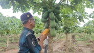 BUMG Cot Darat Kembangkan Budidaya Pepaya Madu Bersama Pesantren