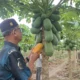BUMG Cot Darat Kembangkan Budidaya Pepaya Madu Bersama Pesantren
