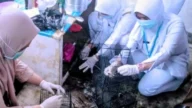 Dinkes Bondowoso Imbau Waspada Leptospirosis, Tujuh Kasus Terjadi hingga Juli 2026