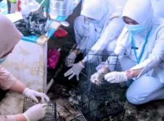 Dinkes Bondowoso Imbau Waspada Leptospirosis, Tujuh Kasus Terjadi hingga Juli 2026