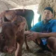 Ditawar Rp1 Miliar, Pemilik Anak Sapi Bermata Tiga di Magetan Pilih Rawat Sendiri
