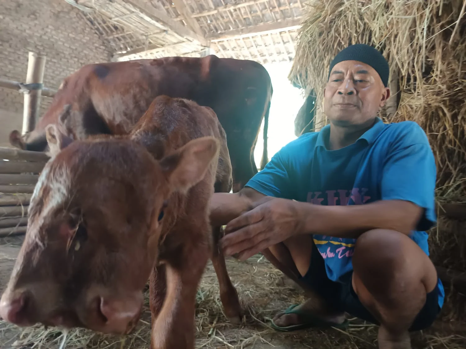 Ditawar Rp1 Miliar, Pemilik Anak Sapi Bermata Tiga di Magetan Pilih Rawat Sendiri