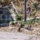 Lapar, Ratusan Kera Ekor Panjang Turun ke Kawasan Pasar Ngebel Ponorogo