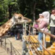 Masih Jadi Favorit, Kunjungan Kebun Binatang Surabaya Tembus 240 Ribu Pengunjung