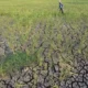 Musim Kemarau Meluas, Hujan Masih Berpotensi Terjadi