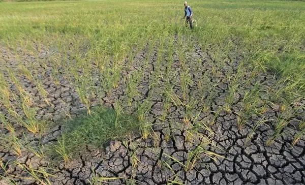 Musim Kemarau Meluas, Hujan Masih Berpotensi Terjadi
