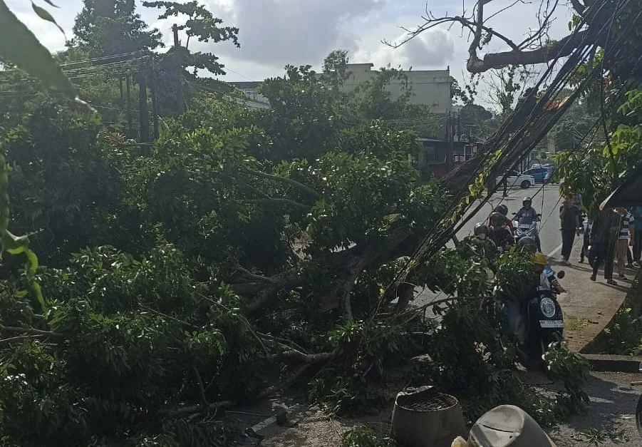 Pohon Lapuk Tumbang di Gatot Subroto, Empat Pengendara Terluka