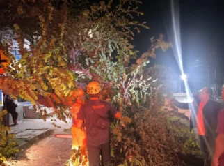 Pohon Tumbang Sempat Tutup Separuh Jalan Raya Kawedanan-Magetan